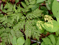 photo of botrypus virginianum